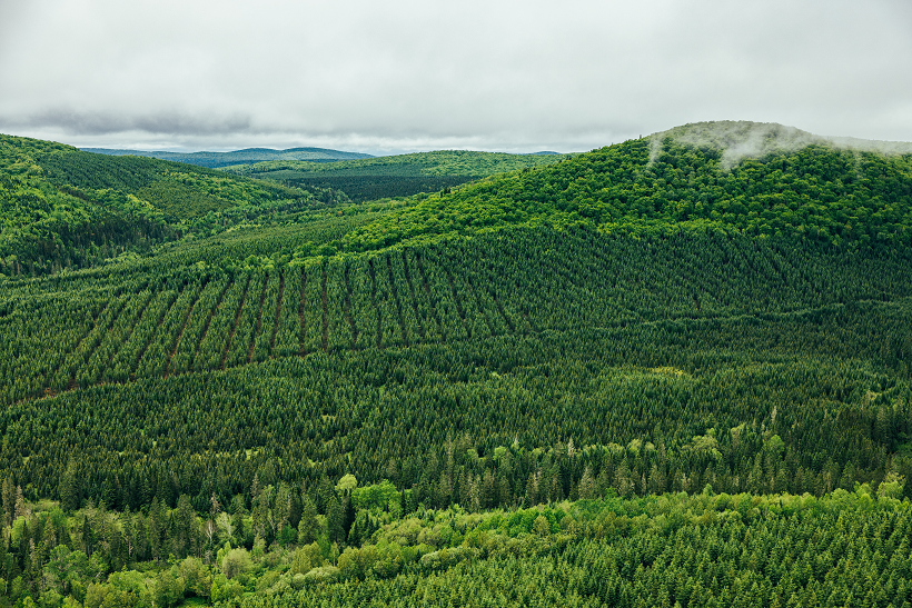 NFW Landscape 